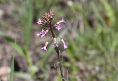 Boechera holboellii