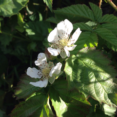 Rubus × loganobaccus