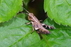 Traulia ornata okinawaensis