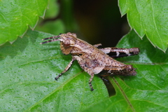 Traulia ornata okinawaensis