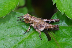 Traulia ornata okinawaensis