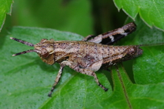 Traulia ornata okinawaensis
