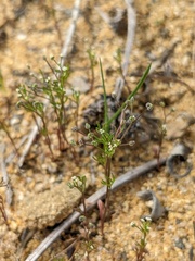 Apiastrum angustifolium