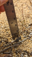 Apiastrum angustifolium