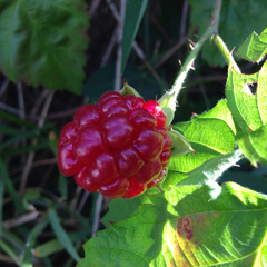 Rubus × loganobaccus