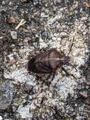 Rhacognathus punctatus