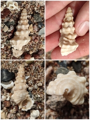 Cerithium nodulosum
