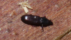 Cossonus
