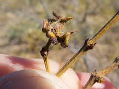 Asphondylia silicula
