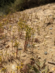Amblyopappus pusillus