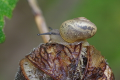 Acusta despecta despecta