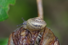 Acusta despecta despecta