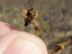 Asphondylia silicula