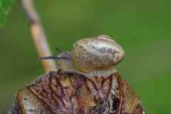 Acusta despecta despecta