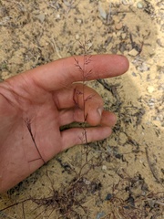 Muhlenbergia microsperma