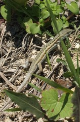 Ophisops elegans ehrenbergii