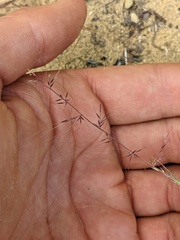 Muhlenbergia microsperma