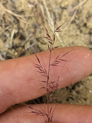Muhlenbergia microsperma