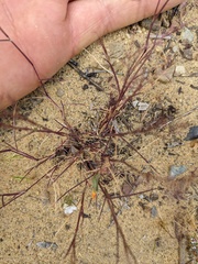 Muhlenbergia microsperma