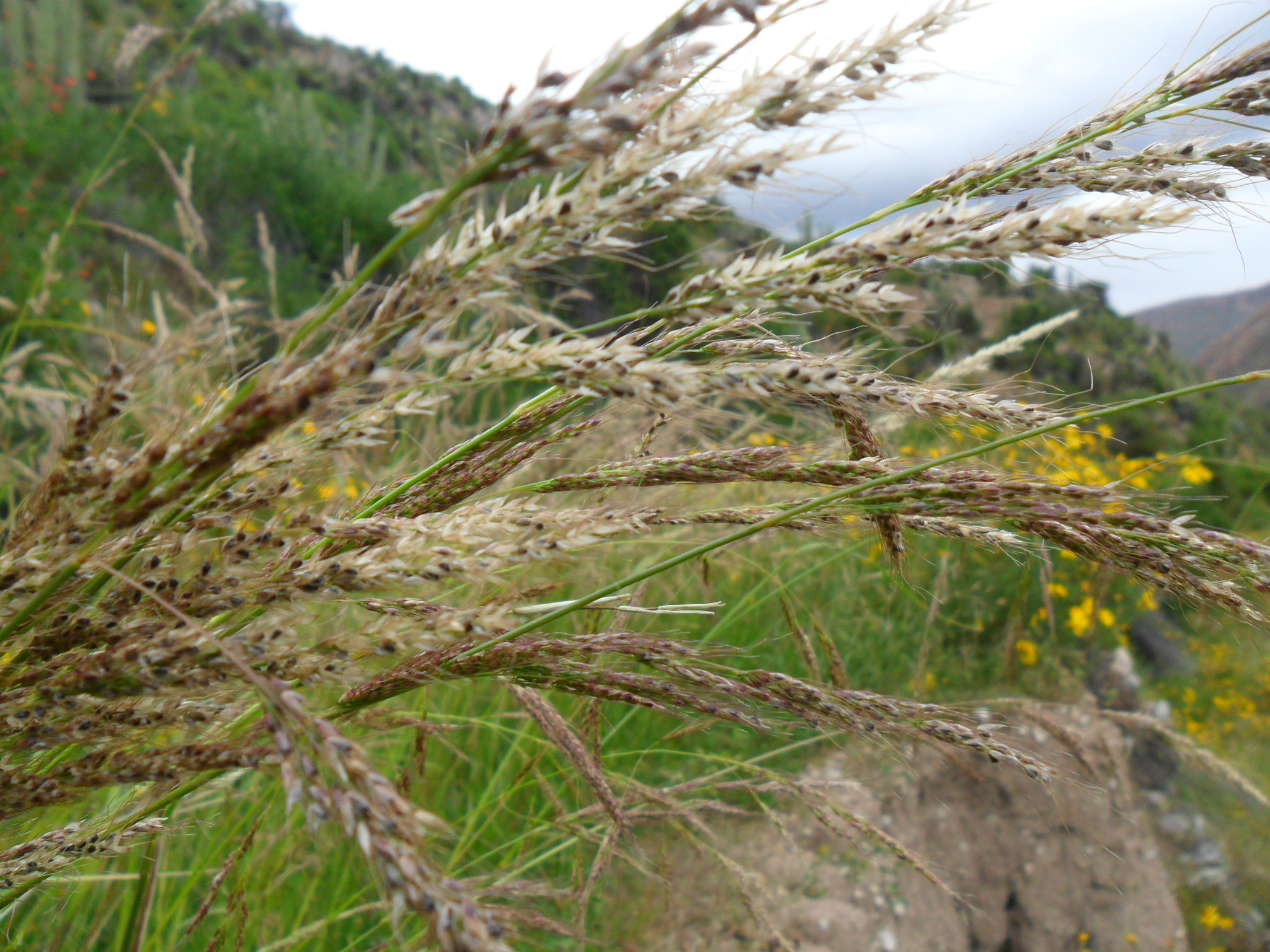 Nassella pubiflora