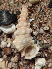 Cerithium nodulosum