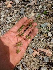 Apiastrum angustifolium