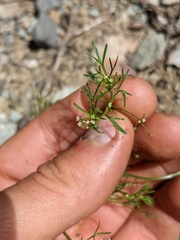 Apiastrum angustifolium