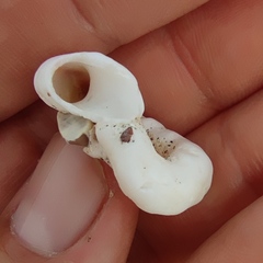 Thylacodes arenarius