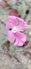 Silene littorea
