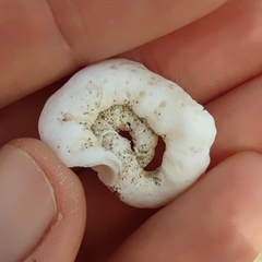 Thylacodes arenarius