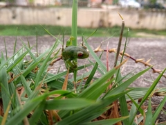 Anura