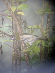 Cyclarhis nigrirostris