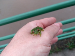 Anura