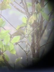 Cyclarhis nigrirostris