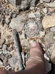 Mammillaria lasiacantha
