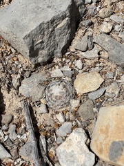 Mammillaria lasiacantha