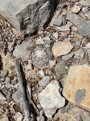 Mammillaria lasiacantha