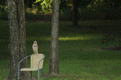 Buteo lineatus