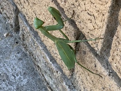 Trachymantis dentifrons