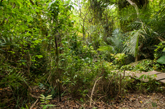 Amorphophallus hirtus