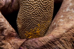 Amorphophallus hirtus