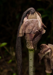 Amorphophallus hirtus