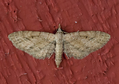 Eupithecia longipalpata