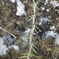 Eremochloa ophiuroides