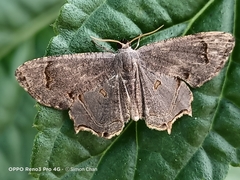 Dysaethria indignaria