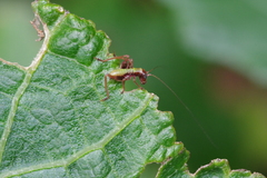 Isopsera denticulata