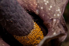 Amorphophallus hirtus