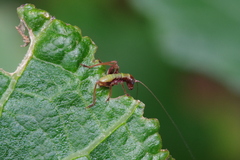 Isopsera denticulata