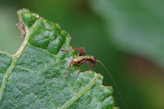 Isopsera denticulata