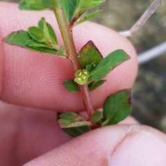 Ludwigia curtissii
